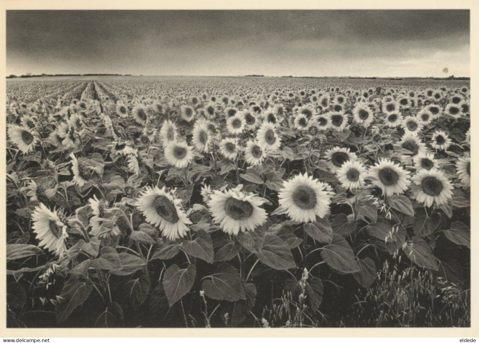 Real Photo Sunflowers 1984 By Philippe Pache Baulmes Switzerland  Tournesol Size 10/15 Cms - Fleurs