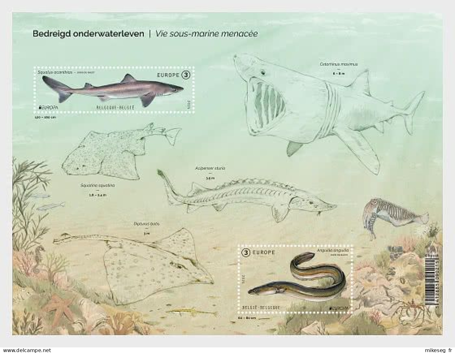Europa 2024 - Belgique Belgium Belgica - Vie Sous-marine Menacée ** - 2024