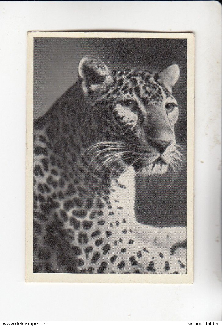 Mit Trumpf Durch Alle Welt Lustige Tierköpfe Der Afrikanische Leopard  B Serie 3 #4 Von 1933 - Otras Marcas