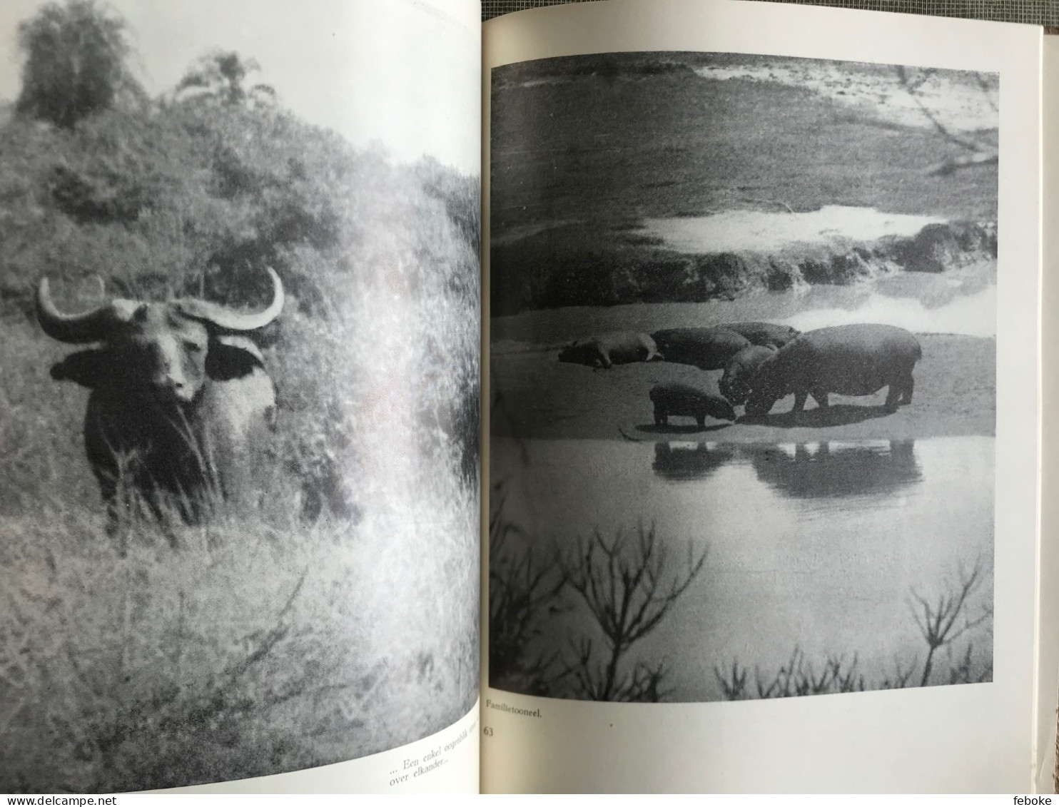 Momentopnamen Bij De Dieren In De Wildernis.  Schrijver Lippens, Léon 1938 - Aardrijkskunde