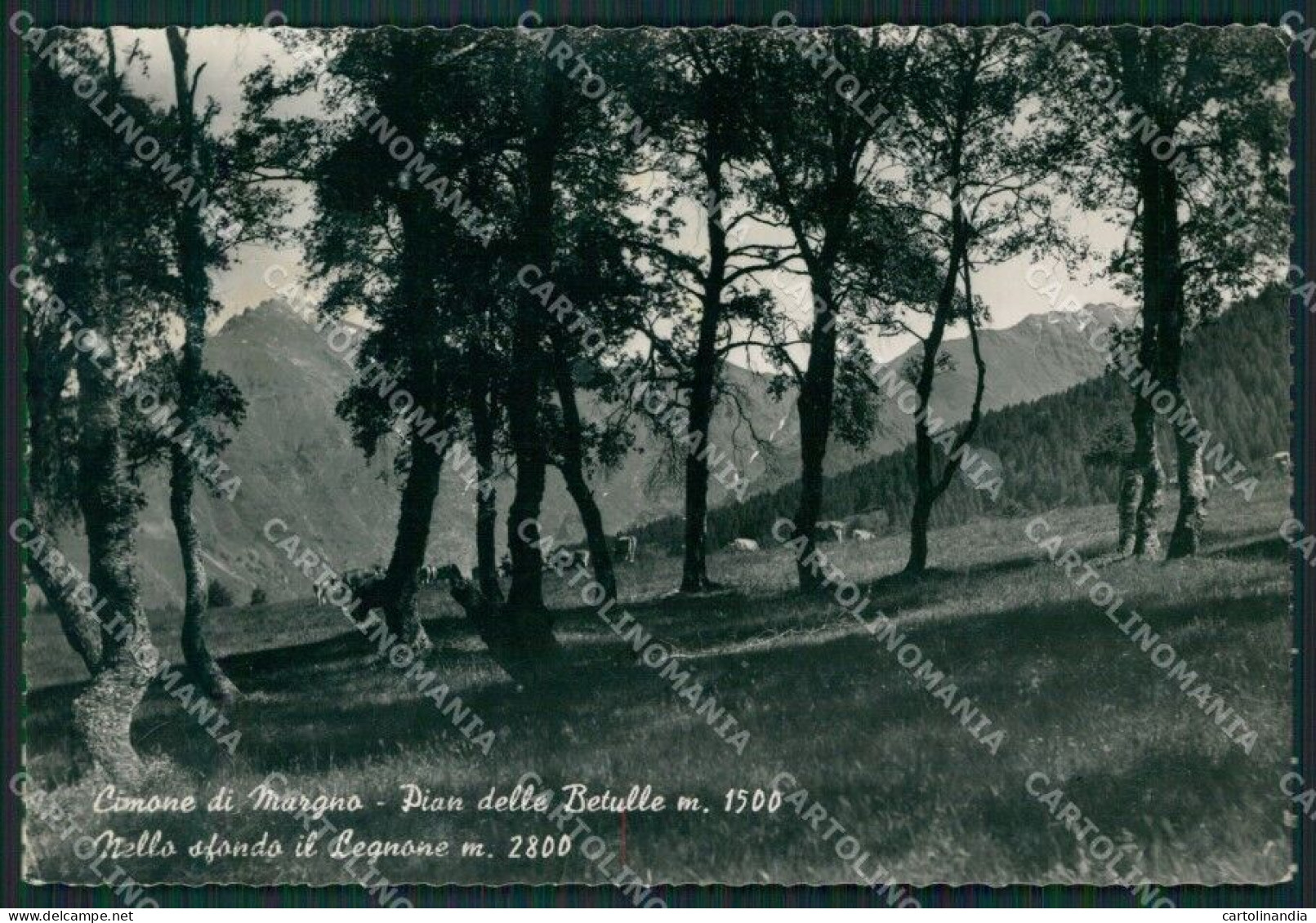 Lecco Cimone Di Margno Pian Delle Betulle ABRASA Foto FG Cartolina KB3464 - Lecco