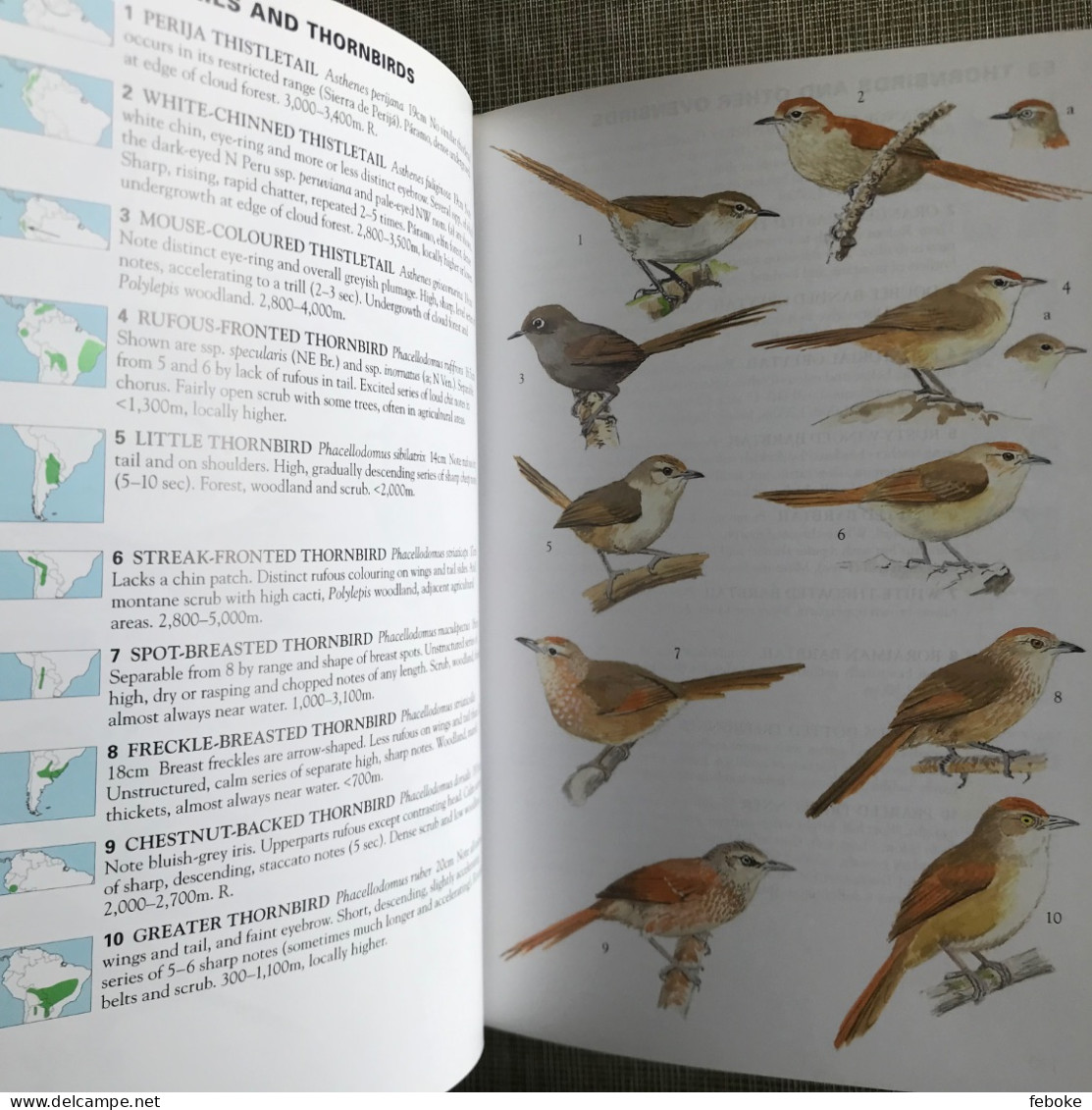 Collins Field Guide To The Birds Of South America: Passerines: From Sapayoa To Finches 2015 - Vita Selvaggia