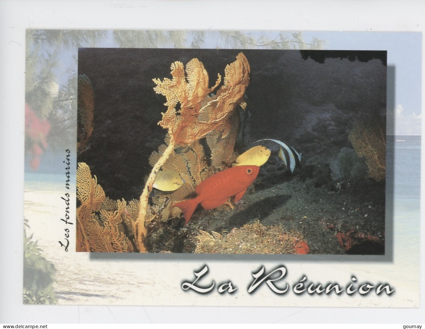 Ile De La Réunion, Les Fonds Sous-marins (cp N°104 Agedis) - Saint Pierre
