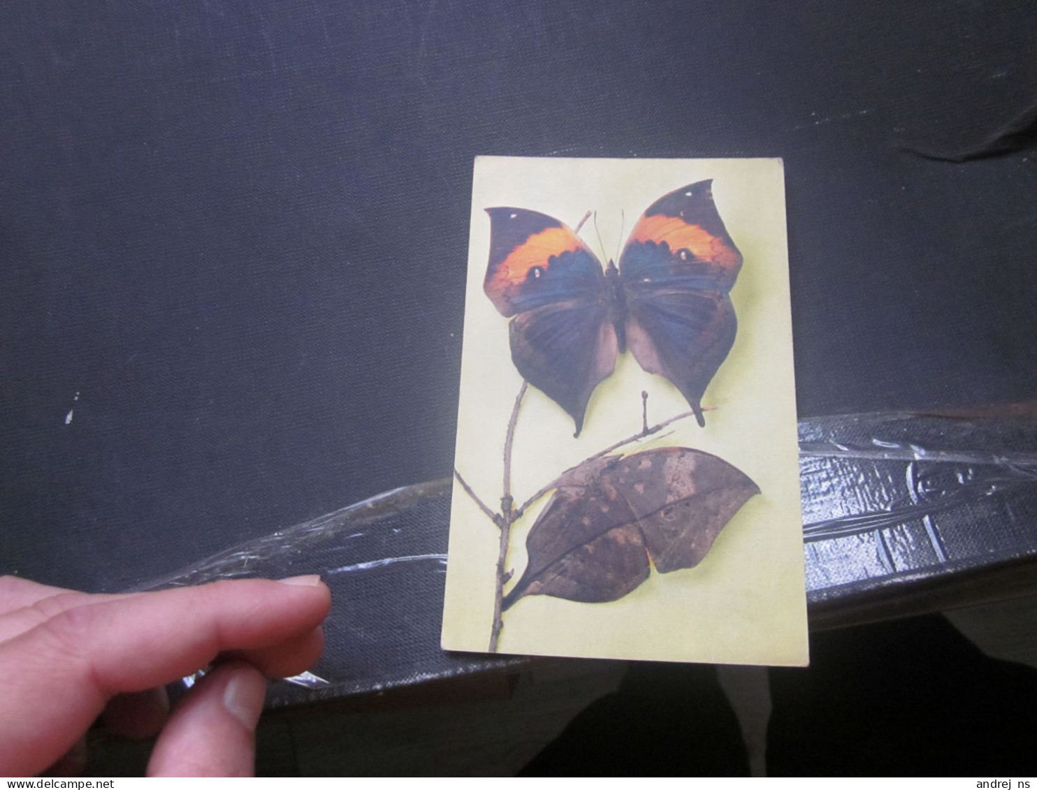 Butterfly Edite Par Le Comite National De L Enfance Kallima Inachus Indie - Butterflies