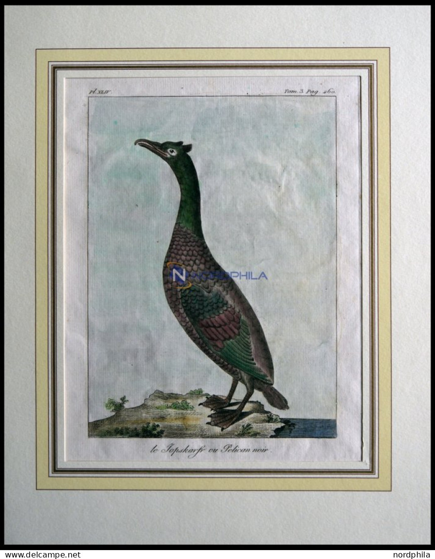 Der Pelikan (le Jopskarfr Ou Pelican Noir), Kolorierter Kupferstich Von Olafsen Aus Atlas Du Voyage En Islande Von 1802 - Lithografieën