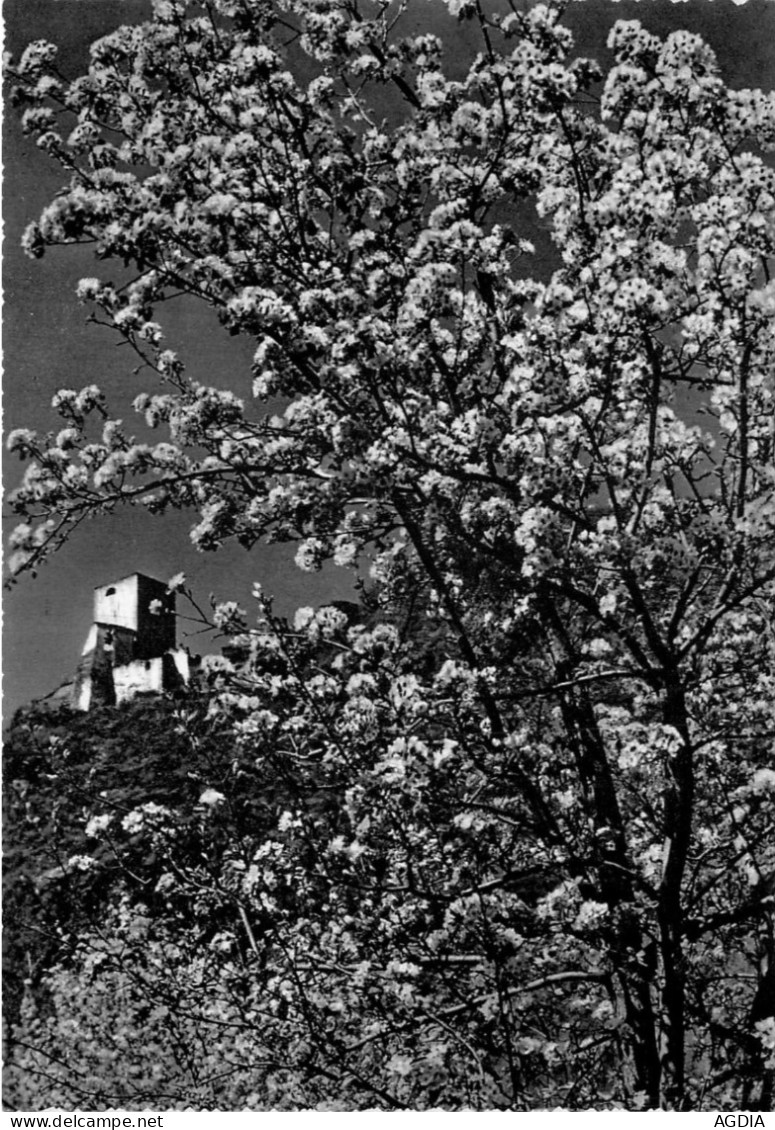 LOT - 7 CARTES - ARBRE  EN  FLEURS - ITALIE