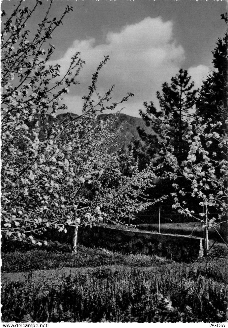 LOT - 7 CARTES - ARBRE  EN  FLEURS - ITALIE