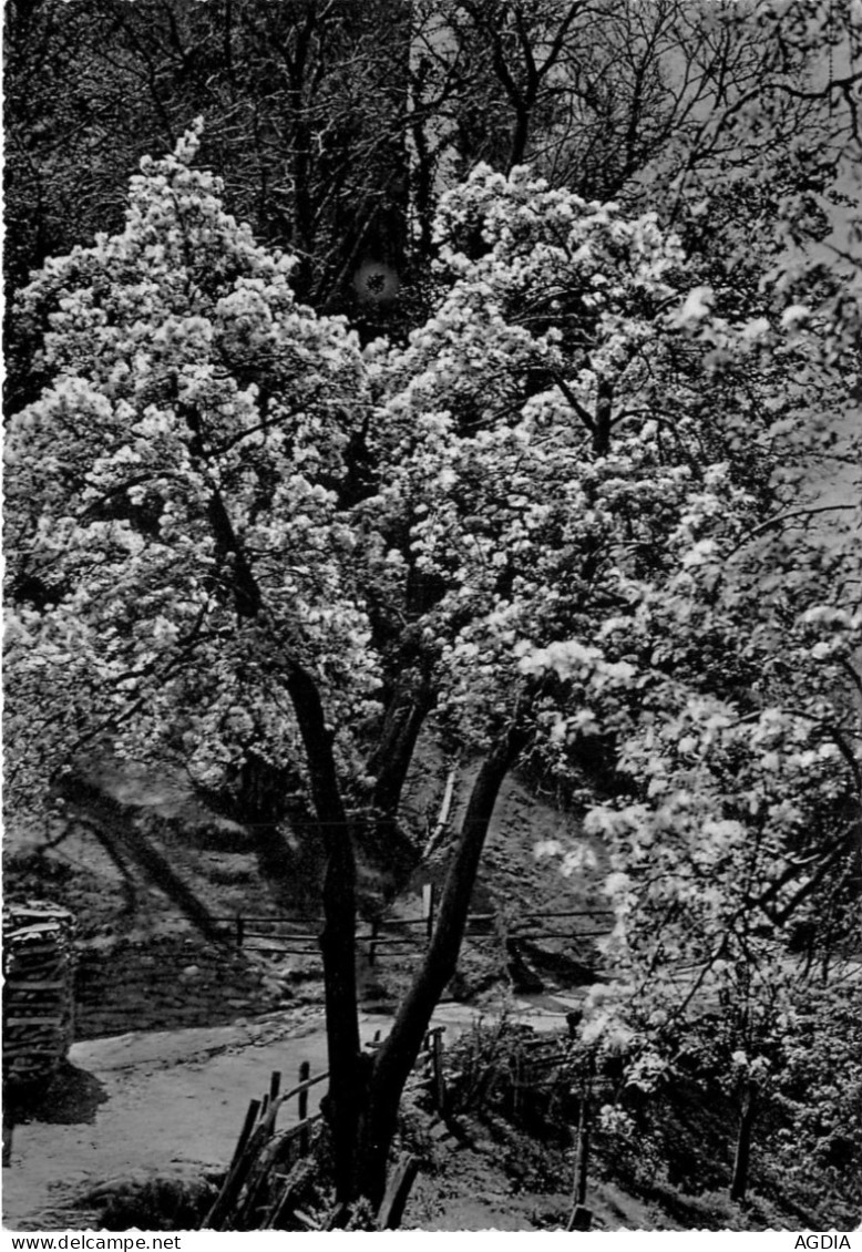 LOT - 7 CARTES - ARBRE  EN  FLEURS - ITALIE