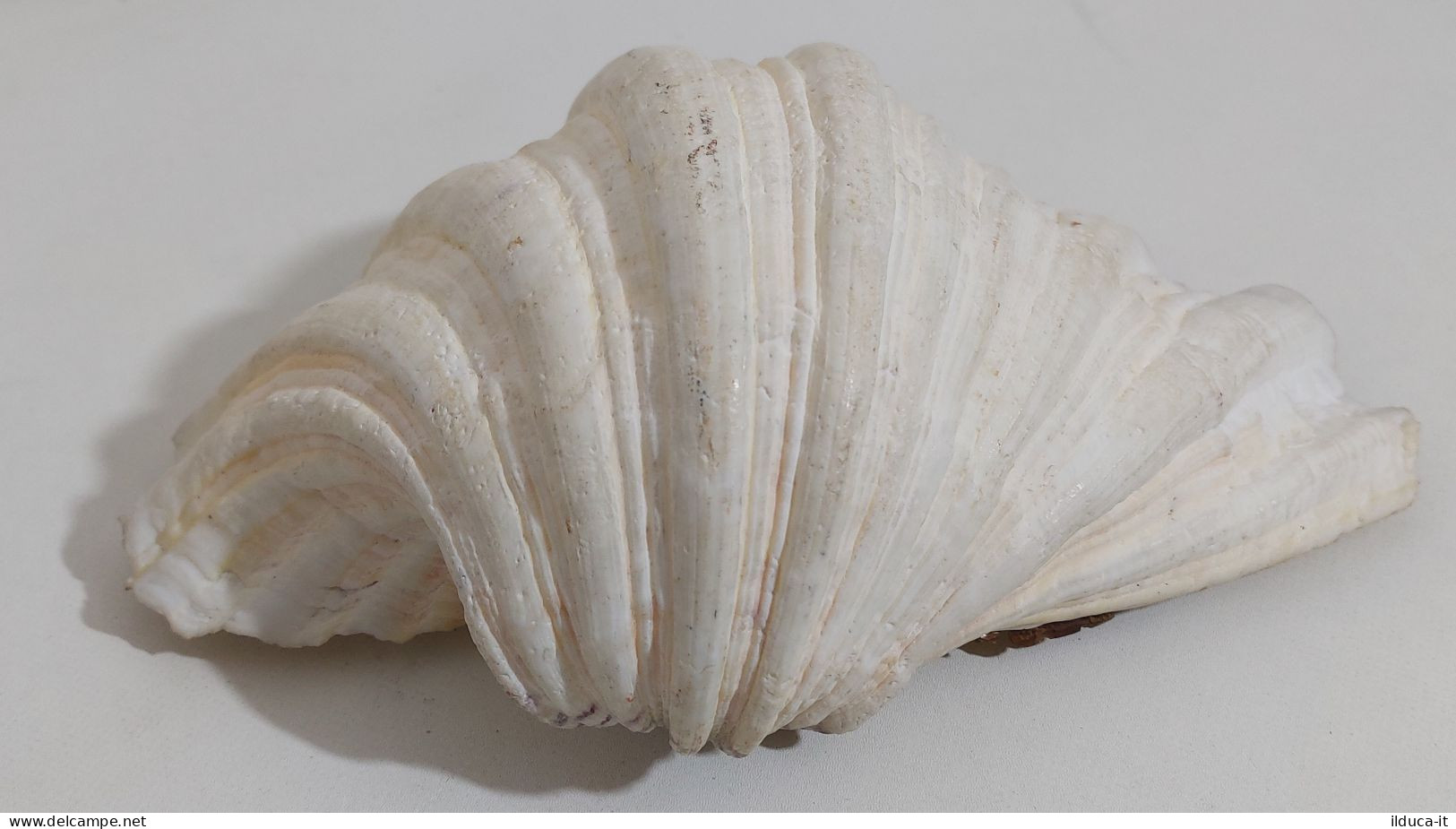 57723 Conchiglia Di Mare - Tridacna Crocea - 260 Mm - Seashells & Snail-shells