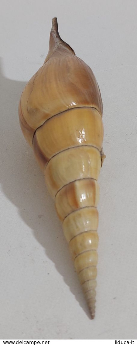 57731 Conchiglia Di Mare - Strombidae - Tibia Curta - 190 Mm - Seashells & Snail-shells