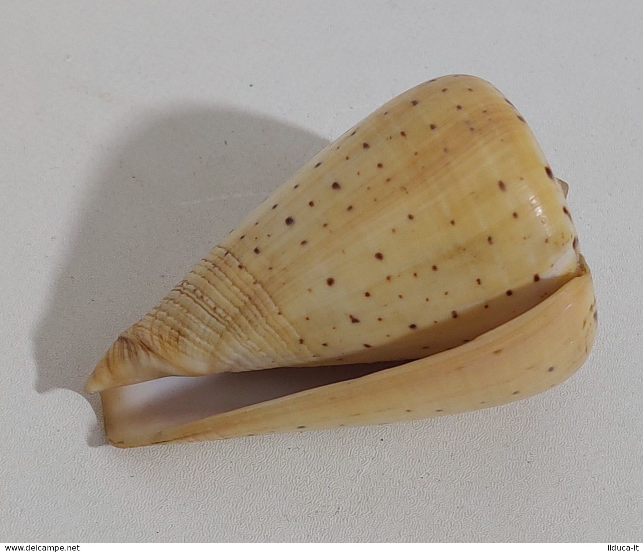 57737 Conchiglia Di Mare - Conus Betulinus - 80 Mm - Schelpen