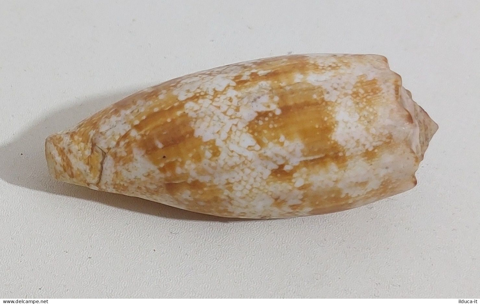 57738 Conchiglia Di Mare - Conus Geographus - 75 Mm - Conchiglie