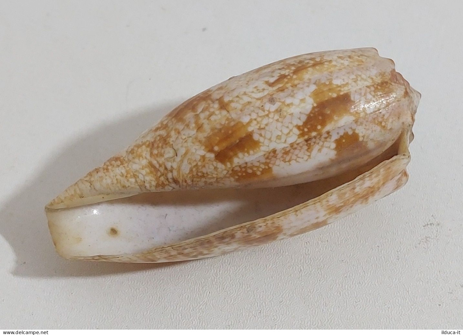 57738 Conchiglia Di Mare - Conus Geographus - 75 Mm - Coquillages