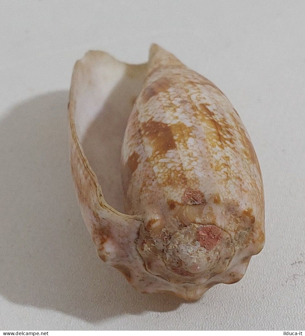 57738 Conchiglia Di Mare - Conus Geographus - 75 Mm - Seashells & Snail-shells