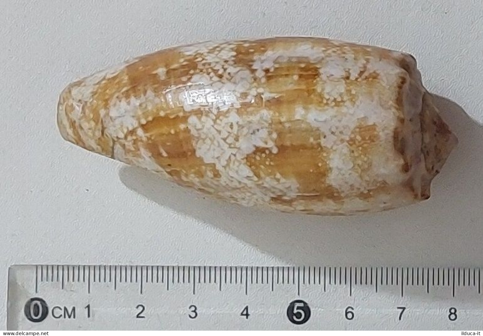 57738 Conchiglia Di Mare - Conus Geographus - 75 Mm - Schelpen