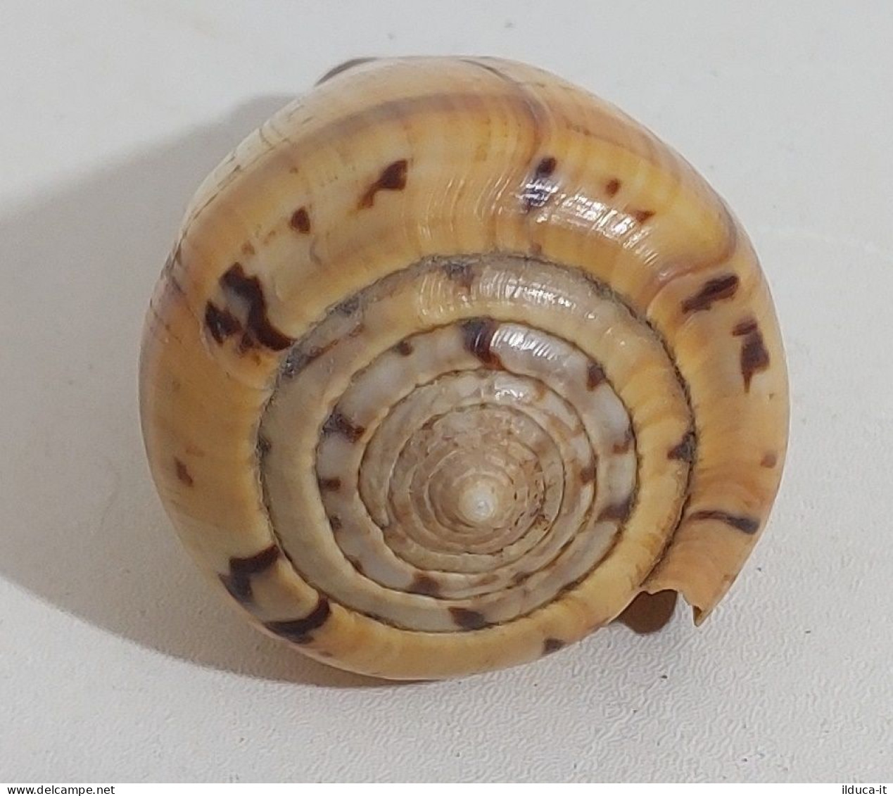 57739 Conchiglia Di Mare - Conus Betulinus - 65 Mm - Seashells & Snail-shells