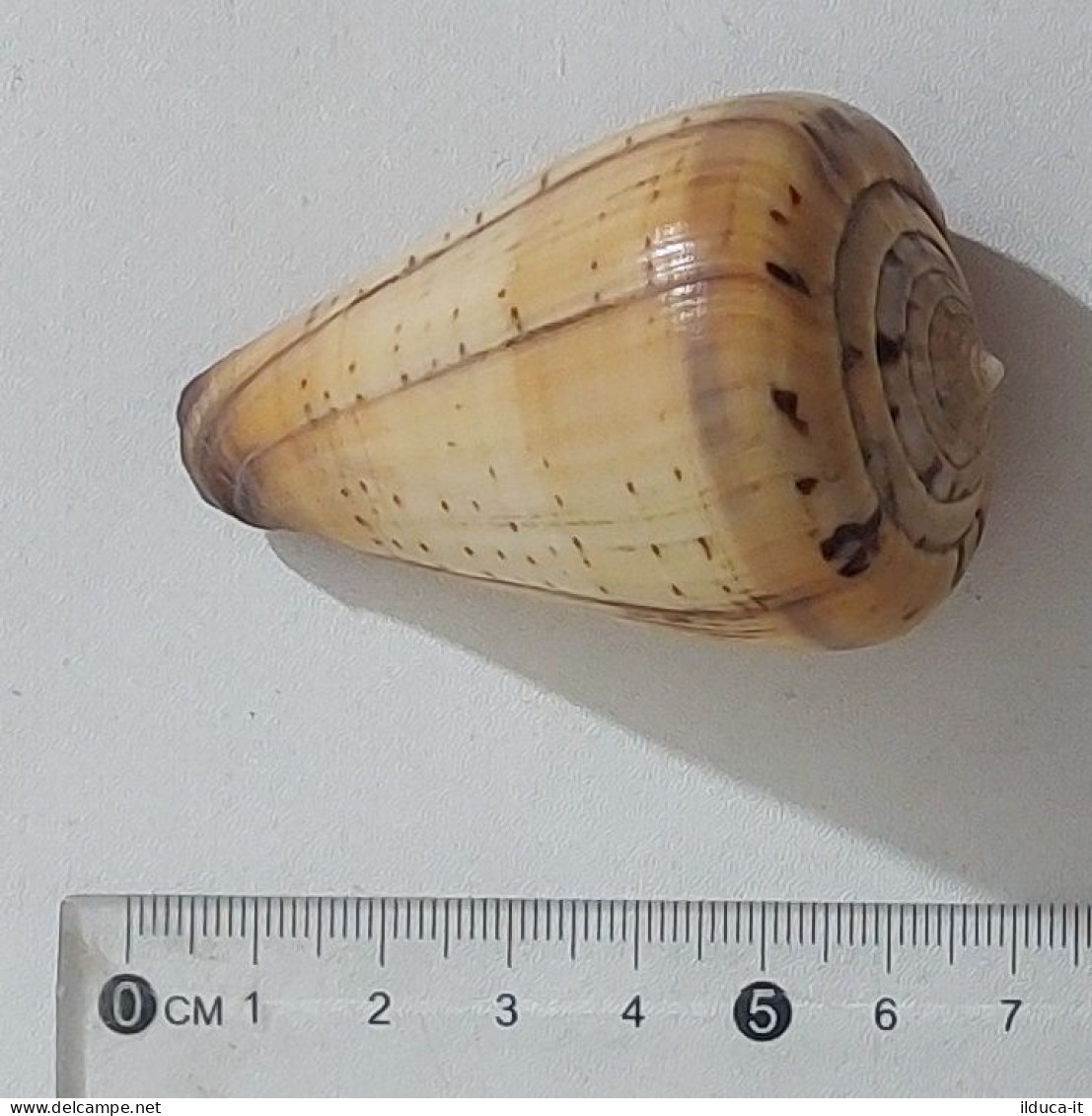 57739 Conchiglia Di Mare - Conus Betulinus - 65 Mm - Muscheln & Schnecken