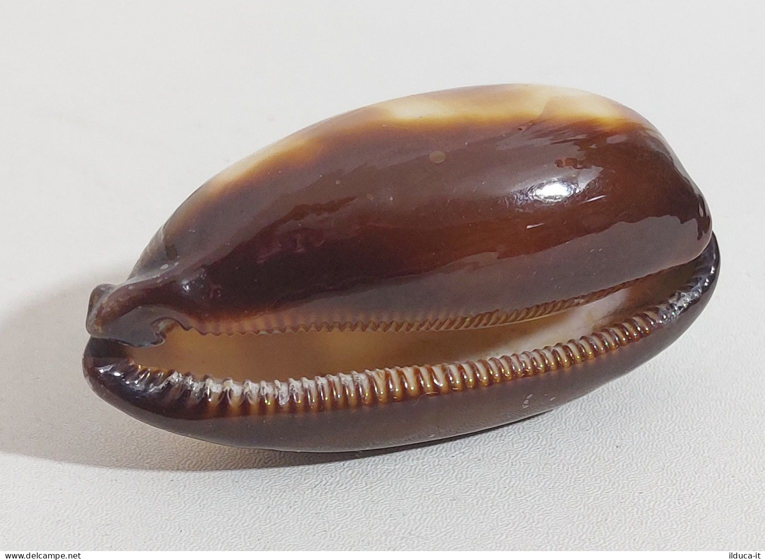 57740 Conchiglia Di Mare - Ciprea Talpa - 70 Mm - Seashells & Snail-shells