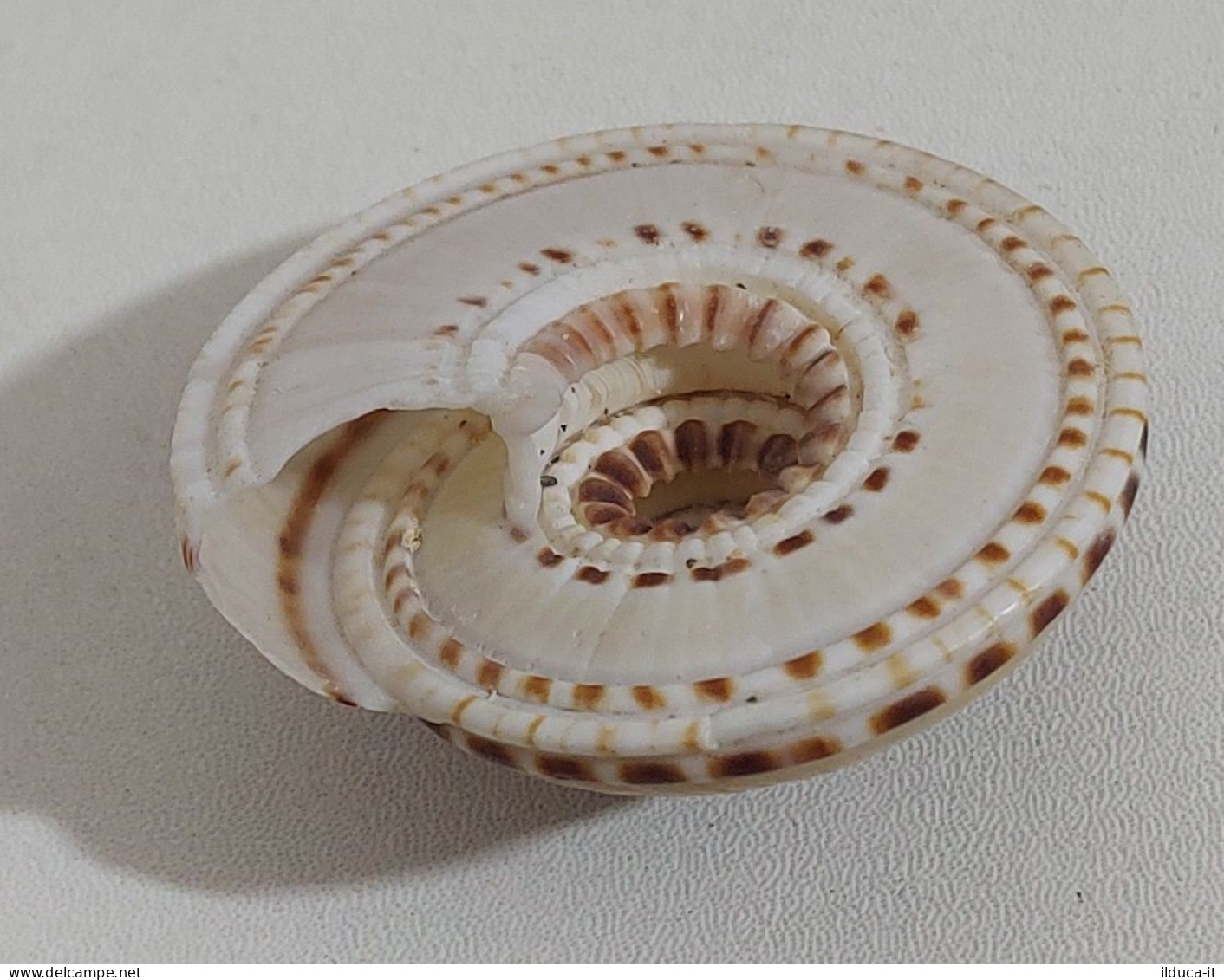 67443 Conchiglia Di Mare - Sundial Shell - 42 Mm - Conchiglie