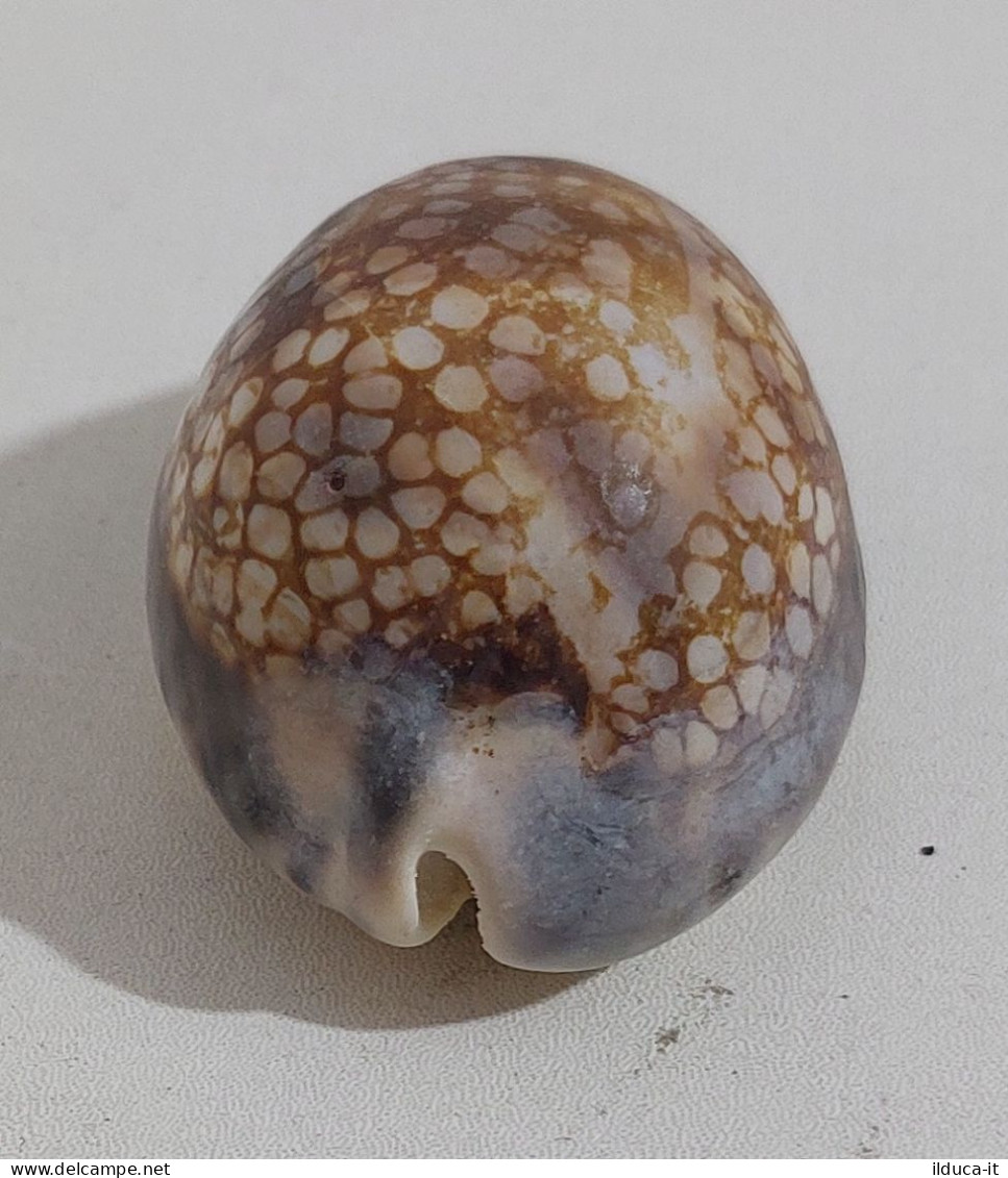 68346 Conchiglia Di Mare - Cypraea Histrio - 60 Mm - Seashells & Snail-shells