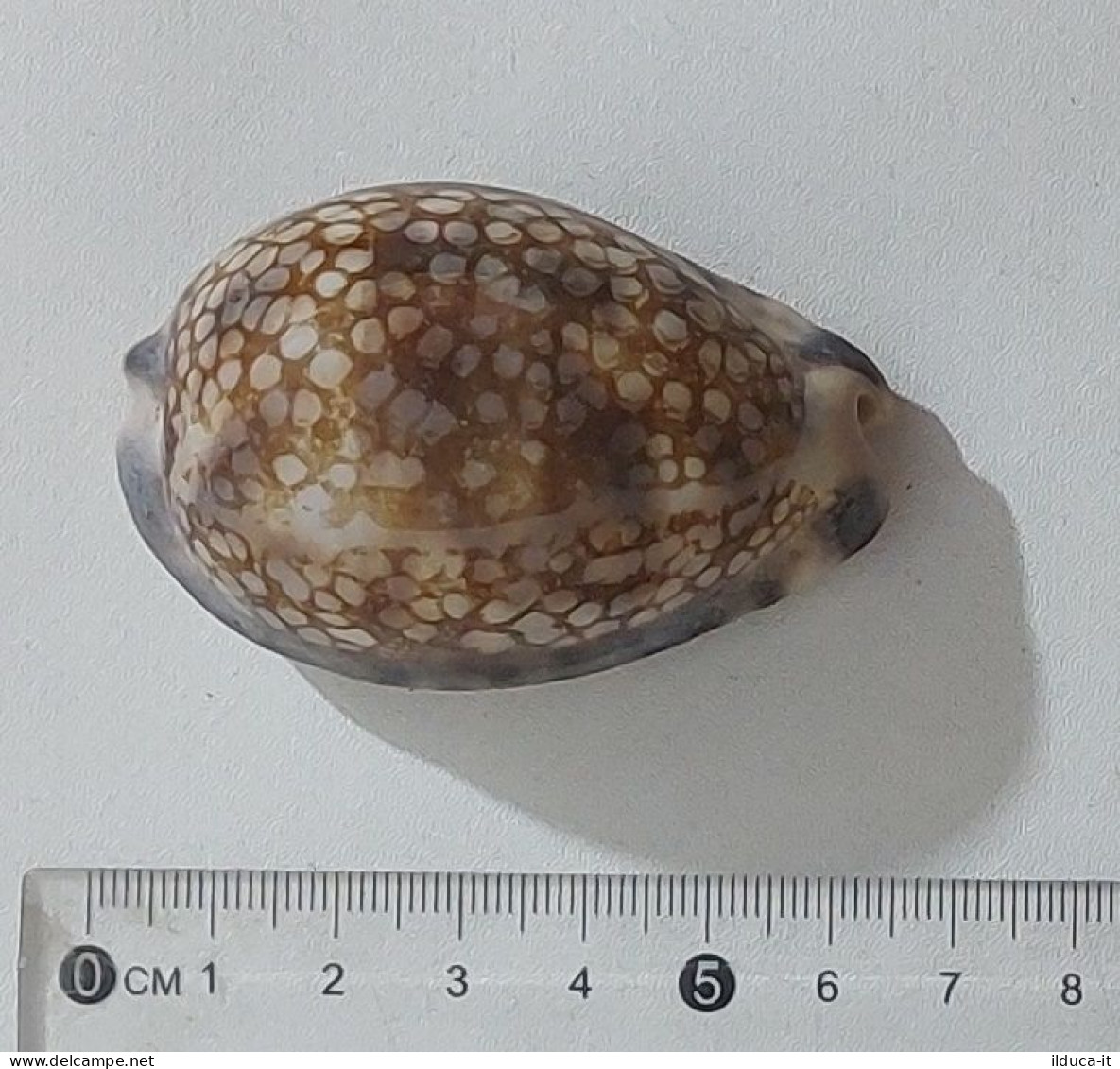 68346 Conchiglia Di Mare - Cypraea Histrio - 60 Mm - Seashells & Snail-shells