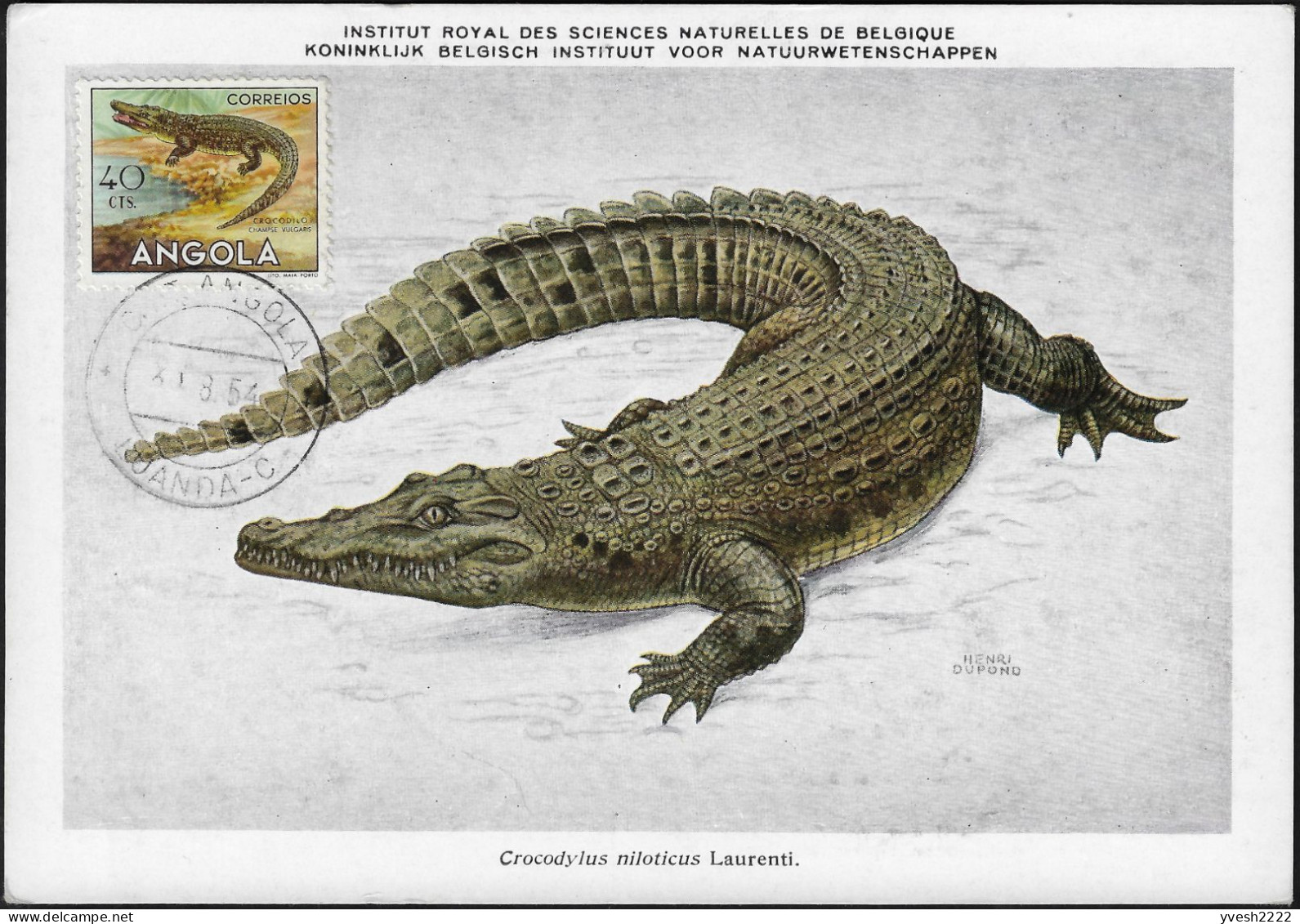 Angola 1954 Y&T 361. Carte Maximum. Crocodile - Other & Unclassified