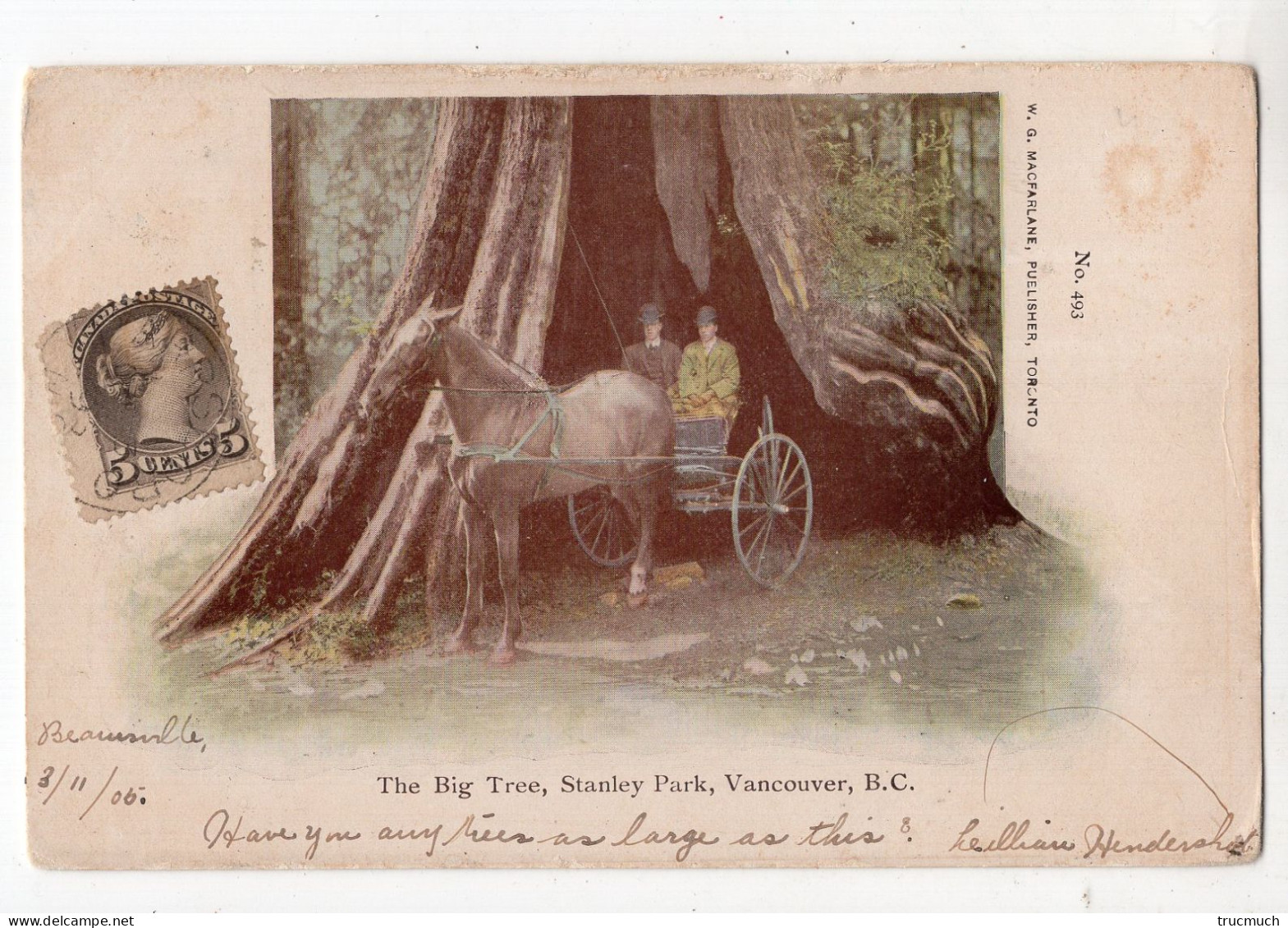 CANADA - VANCOUVER - Stanley Park - The Big Tree *publisher Macfarlane*n° 493* - Vancouver