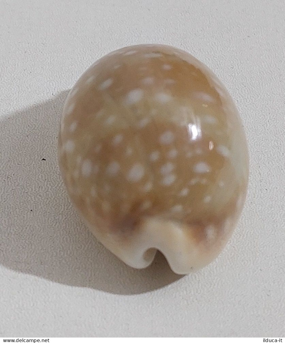 68349 Conchiglia Di Mare - Cypraea Vitellus - 45 Mm - Seashells & Snail-shells