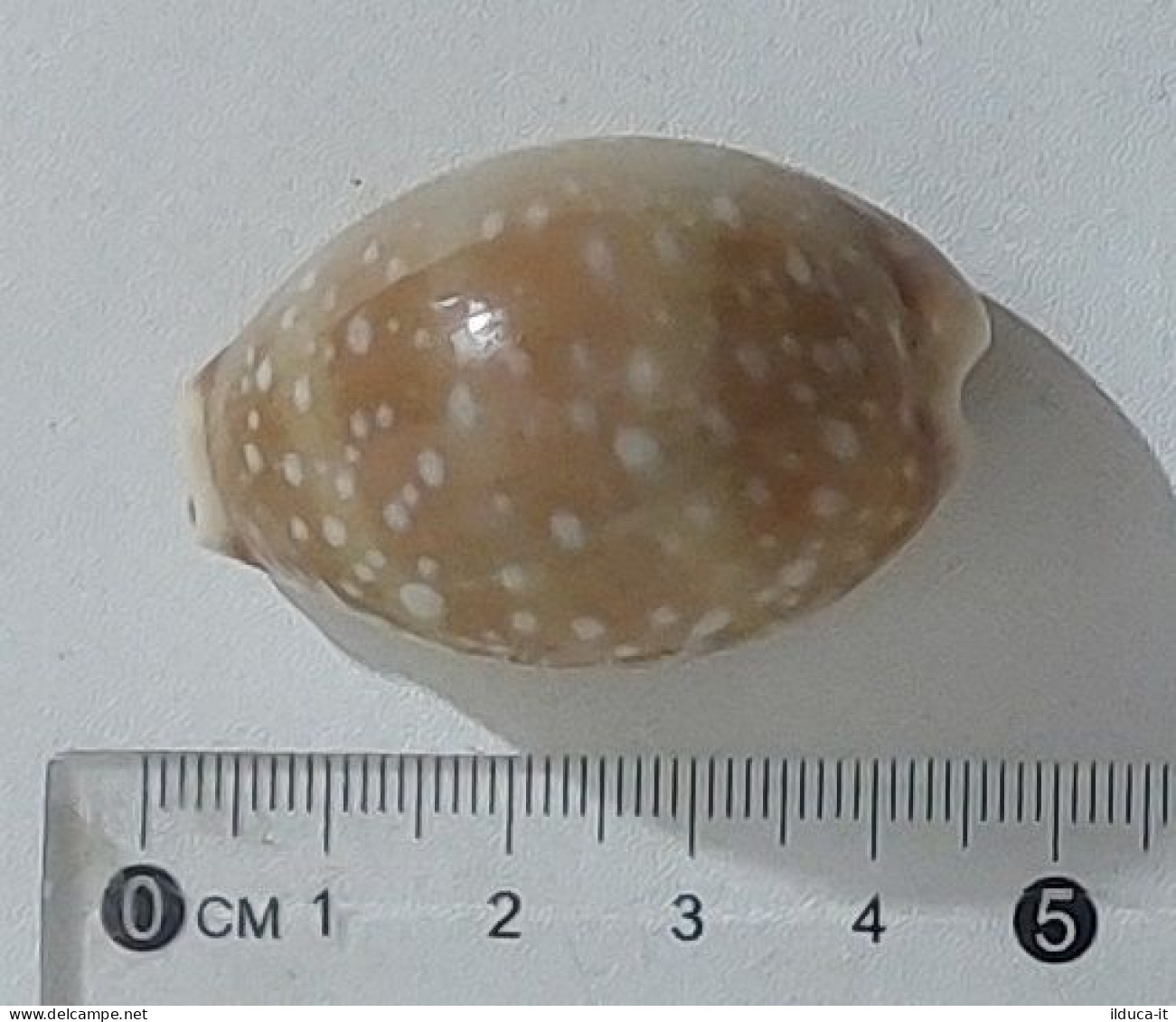 68349 Conchiglia Di Mare - Cypraea Vitellus - 45 Mm - Seashells & Snail-shells