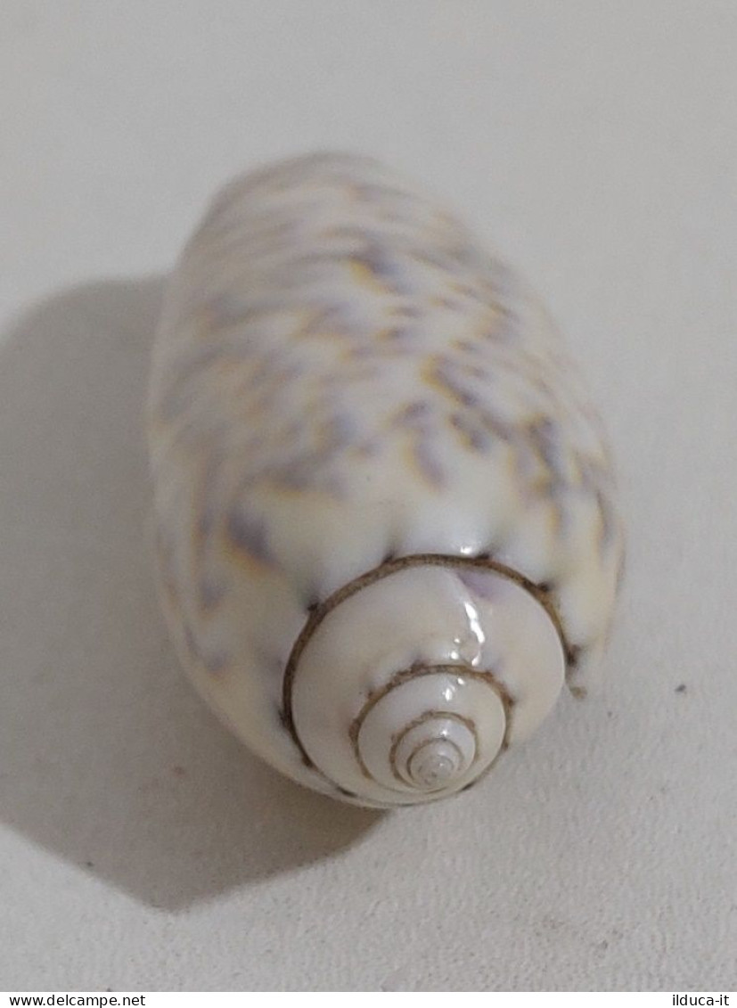 68351 Conchiglia Di Mare - Oliva Caerulea - 50 Mm - Seashells & Snail-shells