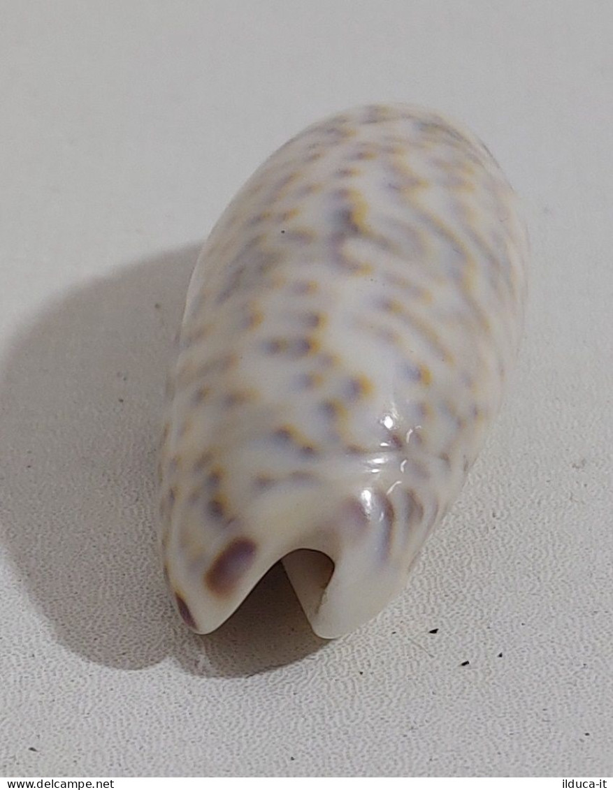 68351 Conchiglia Di Mare - Oliva Caerulea - 50 Mm - Seashells & Snail-shells