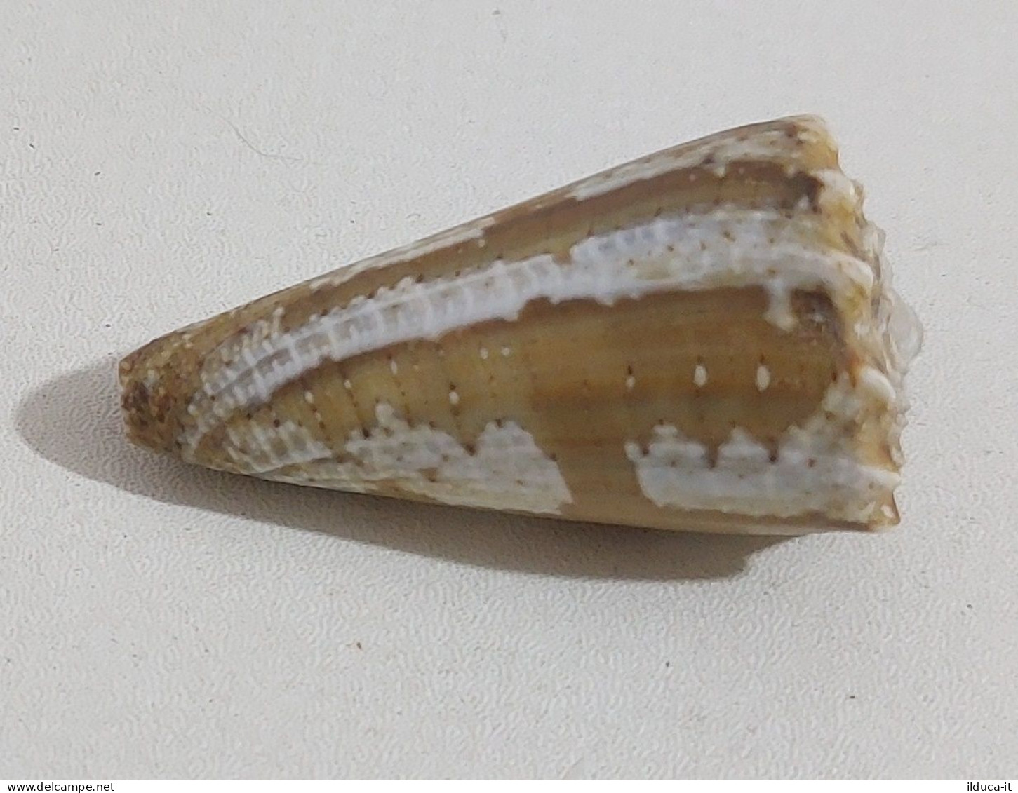 68352 Conchiglia Di Mare - Conus Imperialis - 40 Mm - Muscheln & Schnecken