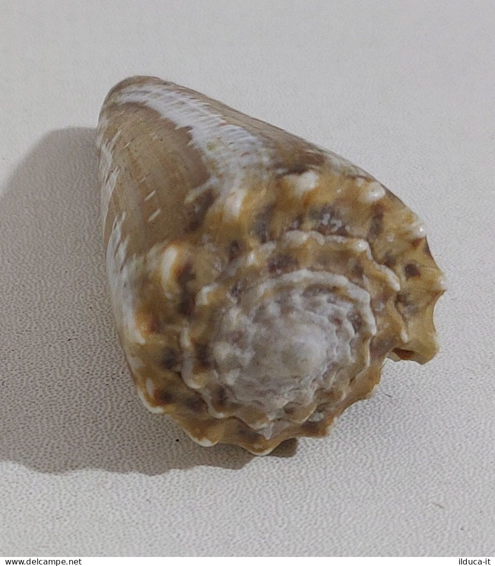 68352 Conchiglia Di Mare - Conus Imperialis - 40 Mm - Muscheln & Schnecken