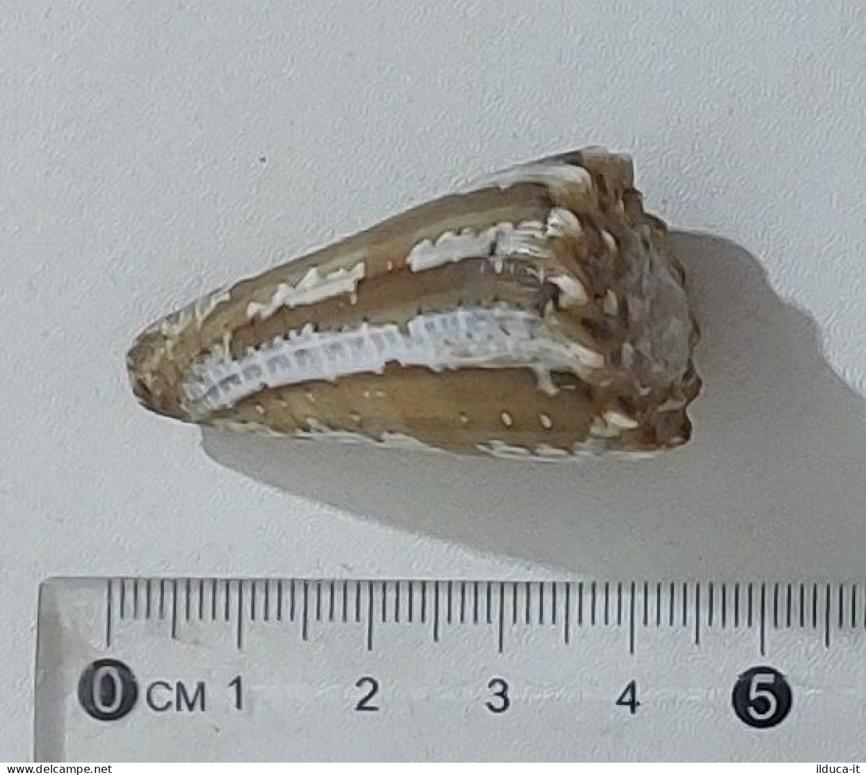 68352 Conchiglia Di Mare - Conus Imperialis - 40 Mm - Muscheln & Schnecken