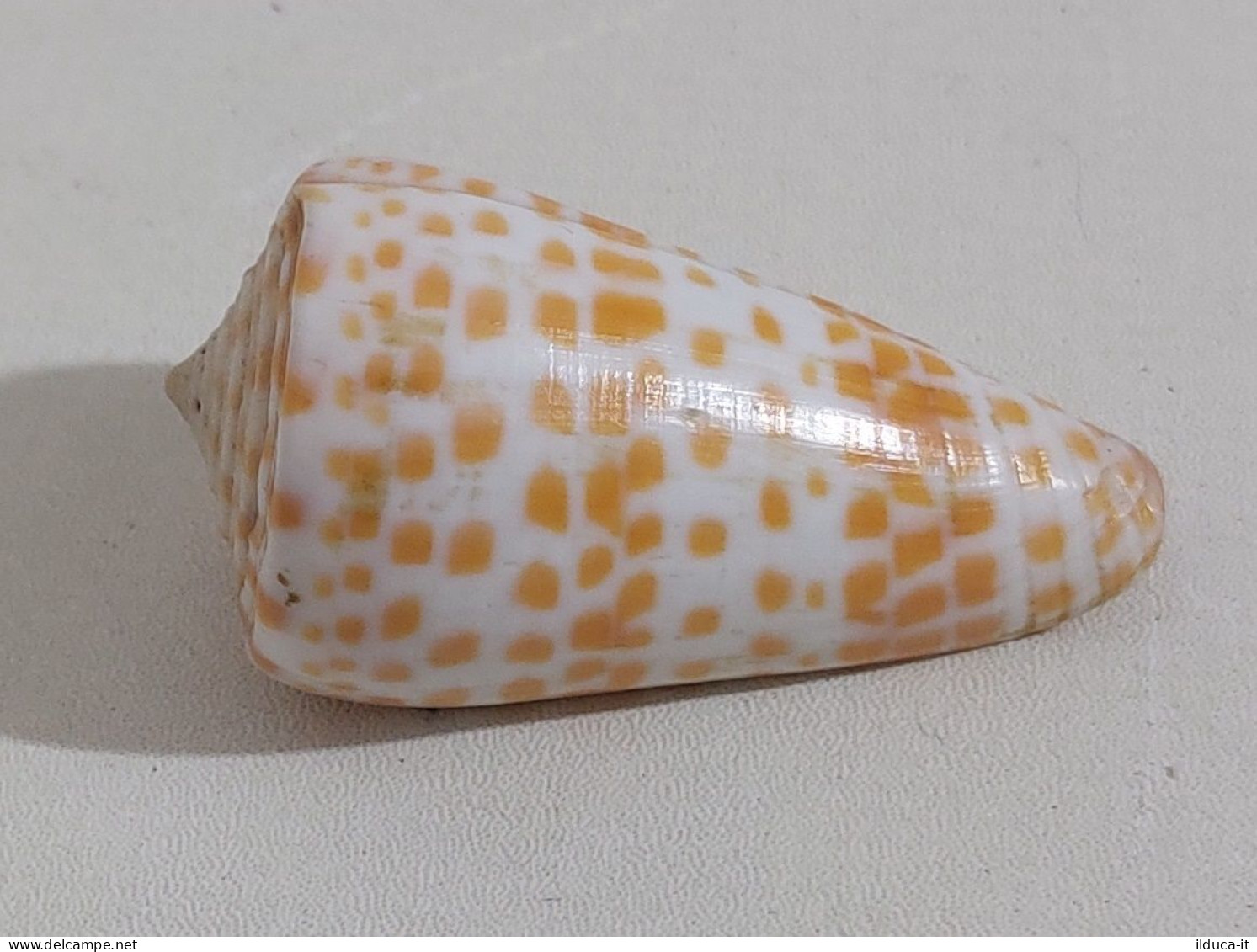 68353 Conchiglia Di Mare - Conus Tessulatus - 50 Mm - Seashells & Snail-shells