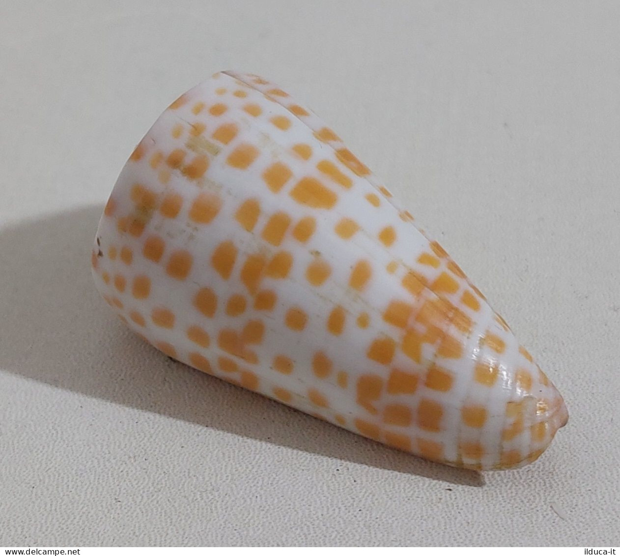 68353 Conchiglia Di Mare - Conus Tessulatus - 50 Mm - Schelpen