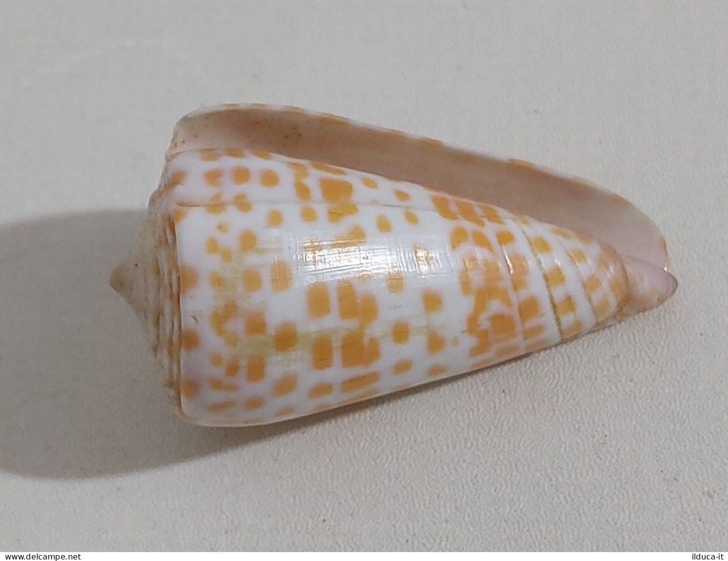 68353 Conchiglia Di Mare - Conus Tessulatus - 50 Mm - Seashells & Snail-shells