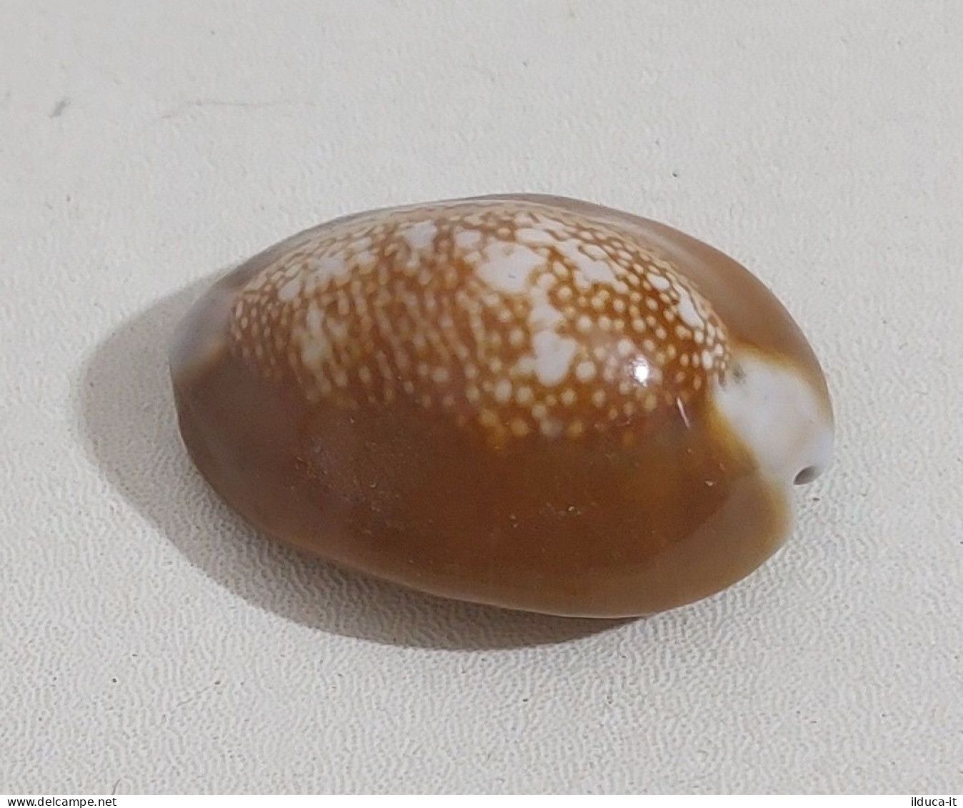 68356 Conchiglia Di Mare - Monetaria Caputserpentis - 30 Mm - Seashells & Snail-shells