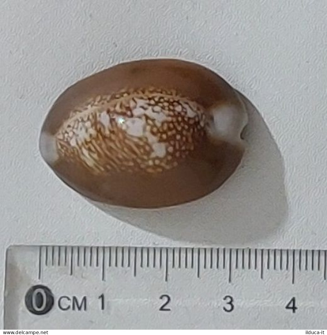 68356 Conchiglia Di Mare - Monetaria Caputserpentis - 30 Mm - Seashells & Snail-shells