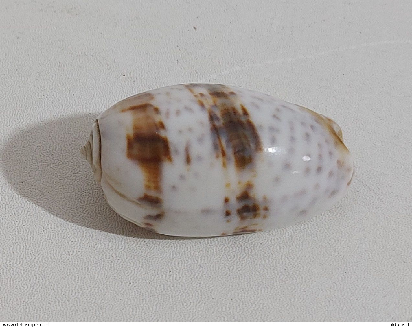 68357 Conchiglia Di Mare - Oliva Bulbiformis - 40 Mm - Seashells & Snail-shells