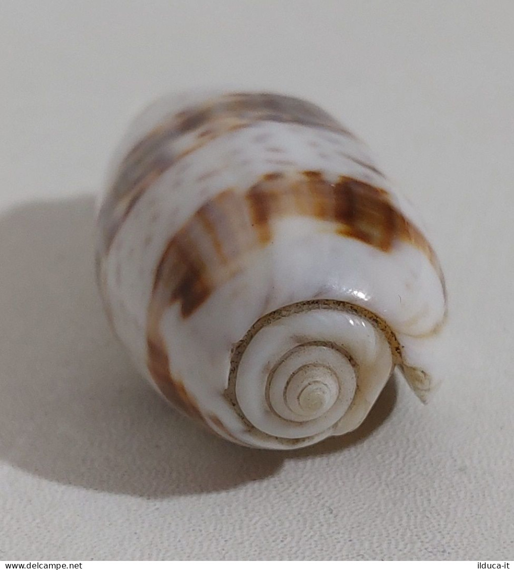 68357 Conchiglia Di Mare - Oliva Bulbiformis - 40 Mm - Seashells & Snail-shells