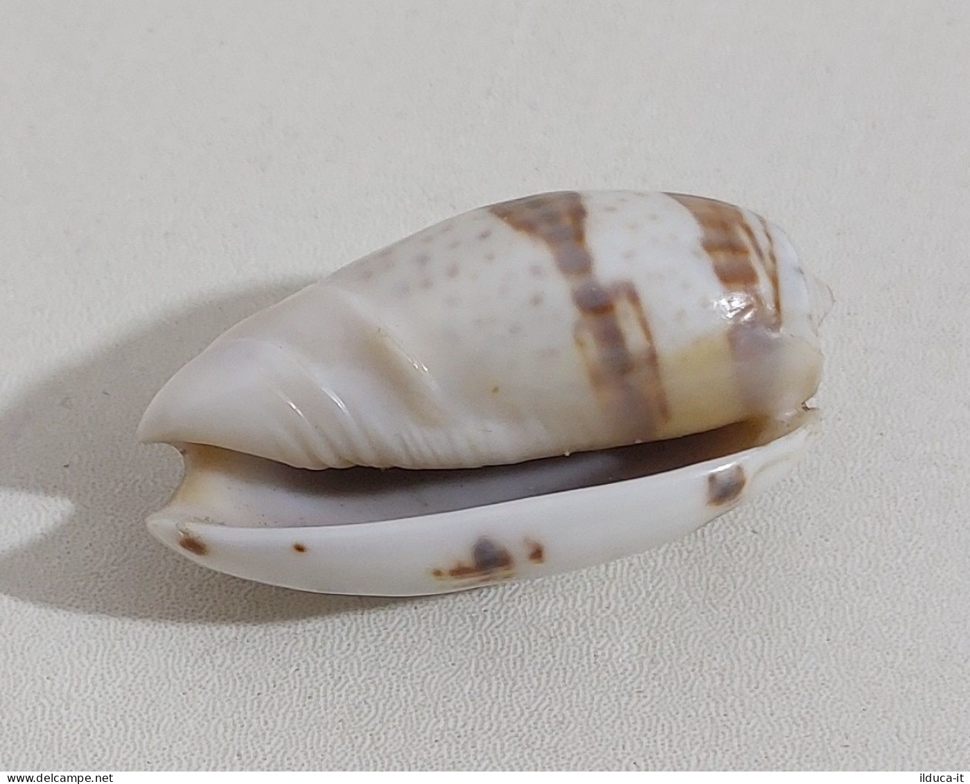 68357 Conchiglia Di Mare - Oliva Bulbiformis - 40 Mm - Seashells & Snail-shells