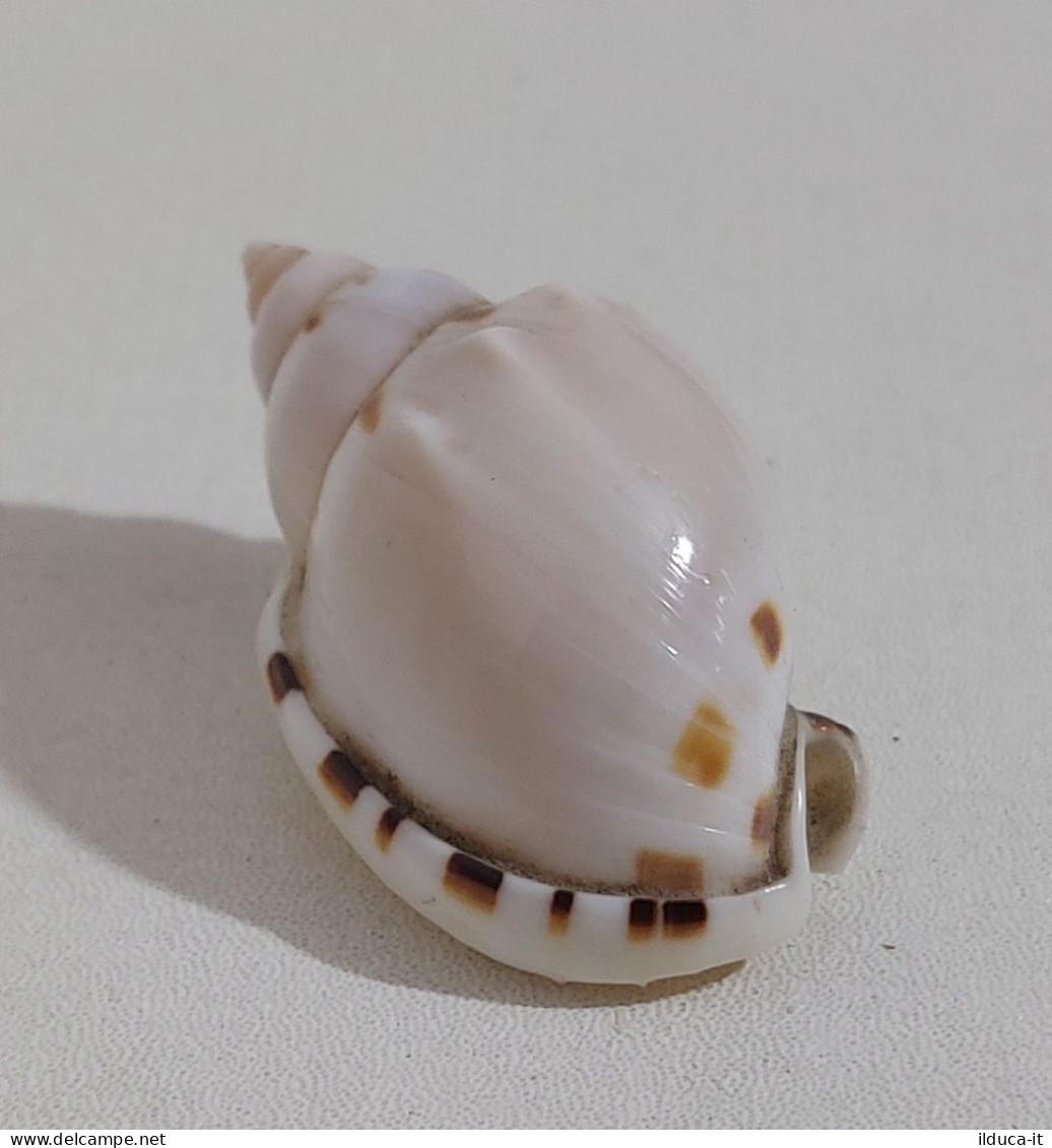 68358 Conchiglia Di Mare - Casmaria Erinaceus - 40 Mm - Seashells & Snail-shells