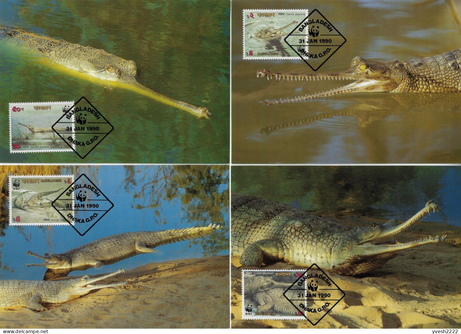 Bangladesh 1990 Y&T 300 à 303. Cartes Maxima WWF, Le Gavial, Gavialis Gangeticus, Crocodilien, Crocodile - Other & Unclassified