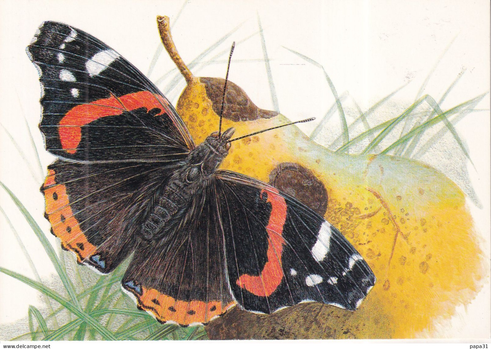 Papillons Vanessa Atalanta - Vlinders