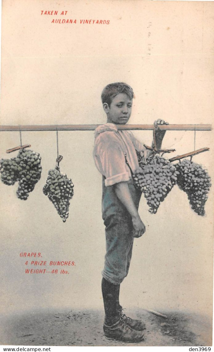 Australie - Taken At AULDANA Vineyards - Grapes - Vignoble, Raisins - Voyagé 1910 (2 Scans) - Adelaide