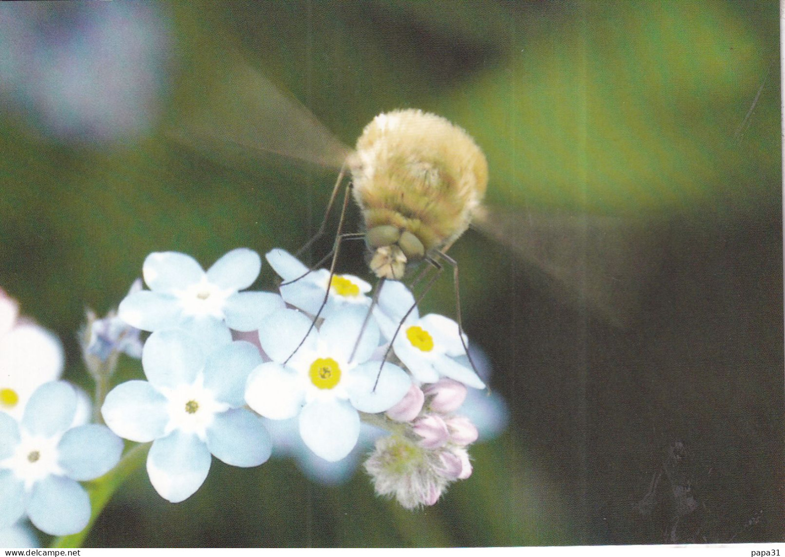 Bombyle Sur Myosotis - Insectos