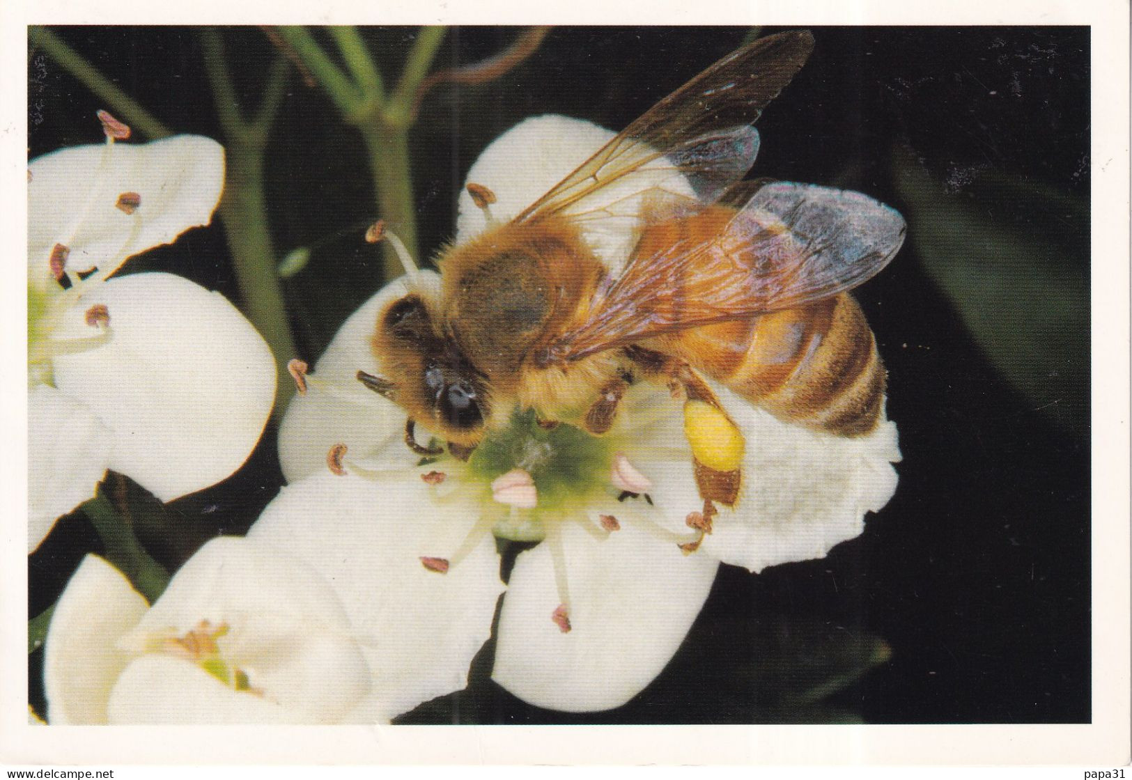 Abeille  Sur Fleur D'Aubépine - Insetti