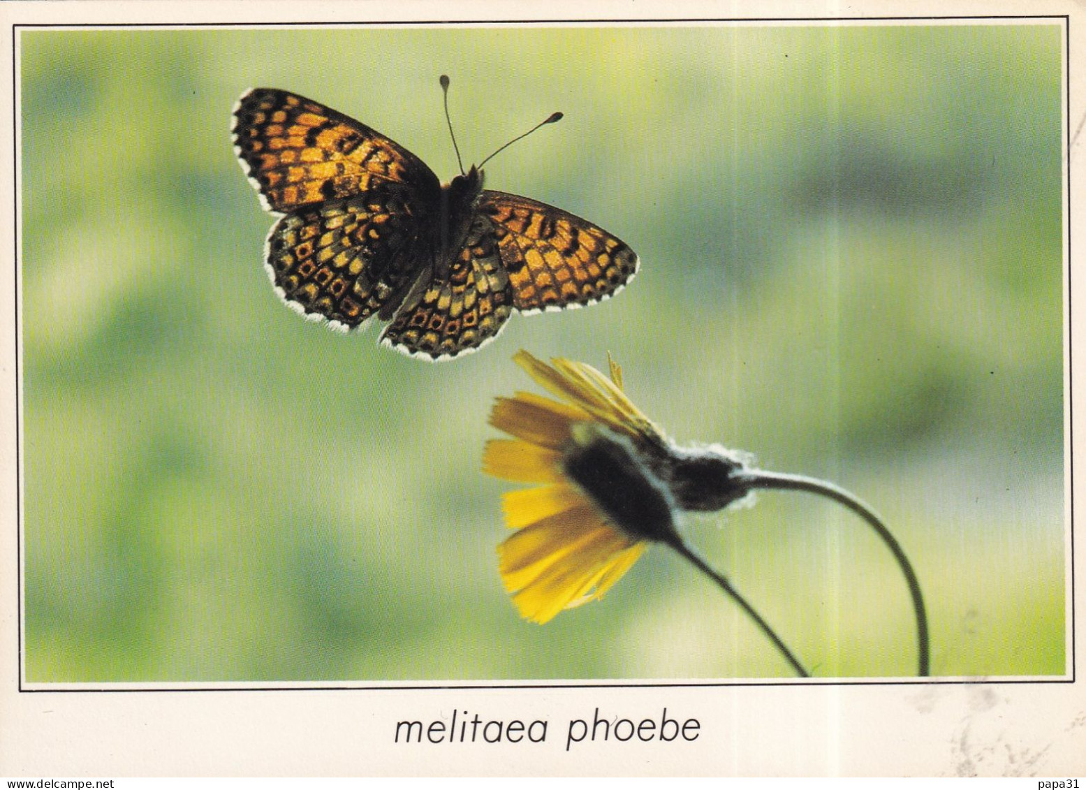 Papillon Grand Damier - Butterflies