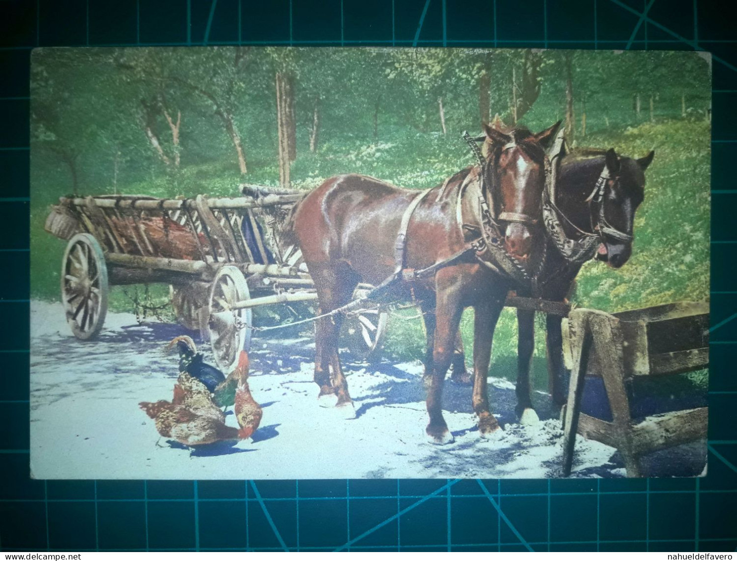 ARGENTINE, Carte Postale De Chevaux Et Autres équidés. De Belles Images De Chevaux Tirant Des Charrettes Ou Des Poussett - Pferde